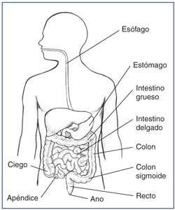 Ilustración del aparato digestivo con las siguientes secciones enumeradas: esófago, estómago, hígado, vesícula biliar, duodeno, páncreas, yeyuno, intestino delgado, íleo, apéndice, ciego, colon ascendente, colon transverso, colon descendente, colon sigmoideo, recto y ano.