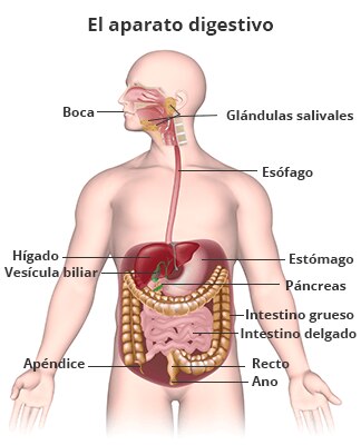 Modelo humano que muestra el aparato digestivo, el cual incluye la boca, glÃ¡ndulas salivales, esÃ³fago,   estÃ³mago, hÃ­gado, vesÃ­cula biliar, pÃ¡ncreas,  intestino grueso, intestino delgado, apÃ©ndice, recto y ano.