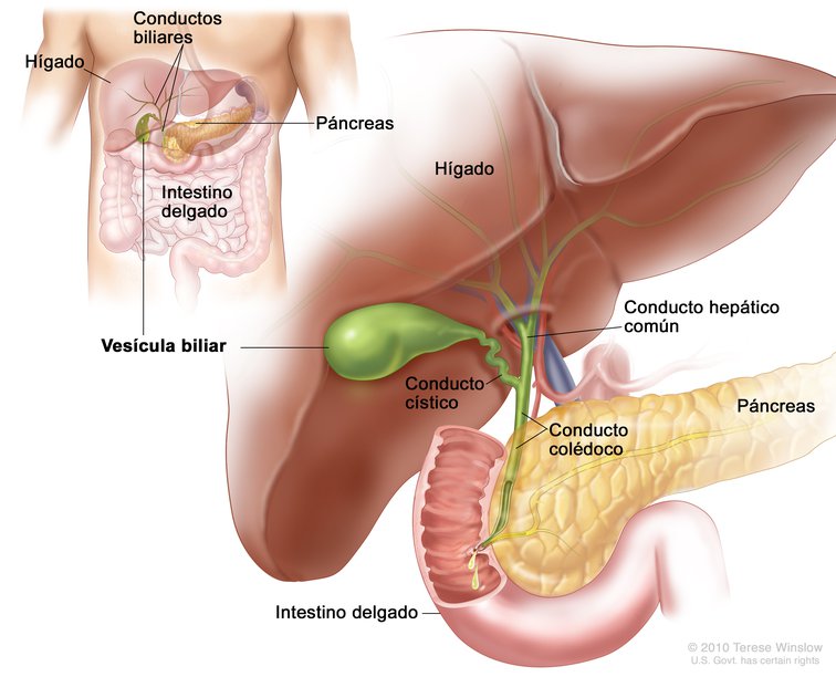 Ilustración de la anatomía de la vesícula biliar; muestra el hígado, el conducto hepático común, el conducto quístico, el conducto biliar común, el páncreas y el intestino delgado. El recuadro muestra el hígado, los conductos biliares, la vesícula biliar, el páncreas y el intestino delgado.