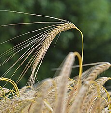 Imagen de una sola hebra de trigo en un campo de trigo