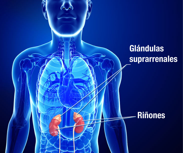 Ilustración de los riñones y glándulas suprarrenales.