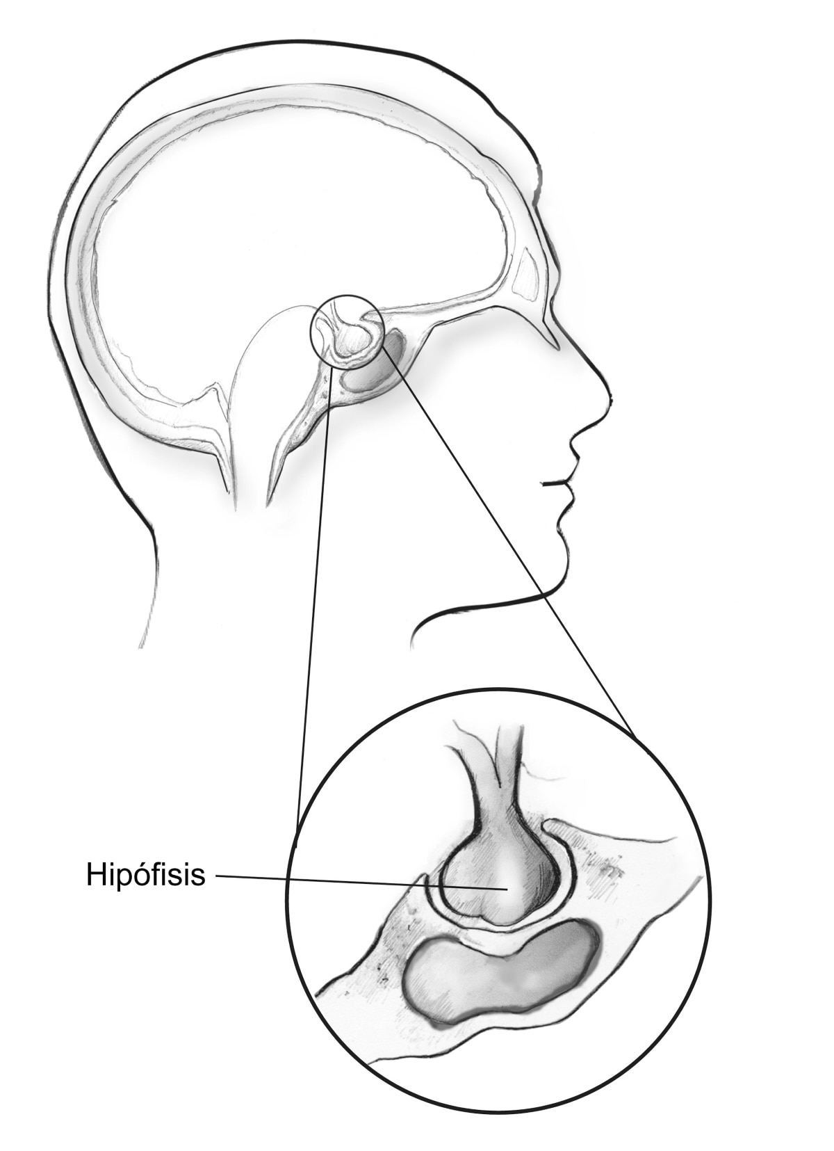 Contorno de una cabeza humana que muestra la ubicación de la hipófisis justo debajo del cerebro