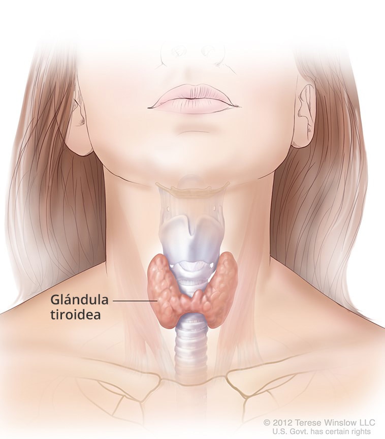 Ilustración de la glándula tiroidea y su ubicación en el cuello.