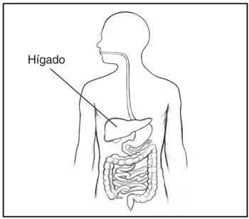 Ilustración del tracto digestivo dentro del contorno del torso de un hombre con una etiqueta que señala el hígado.