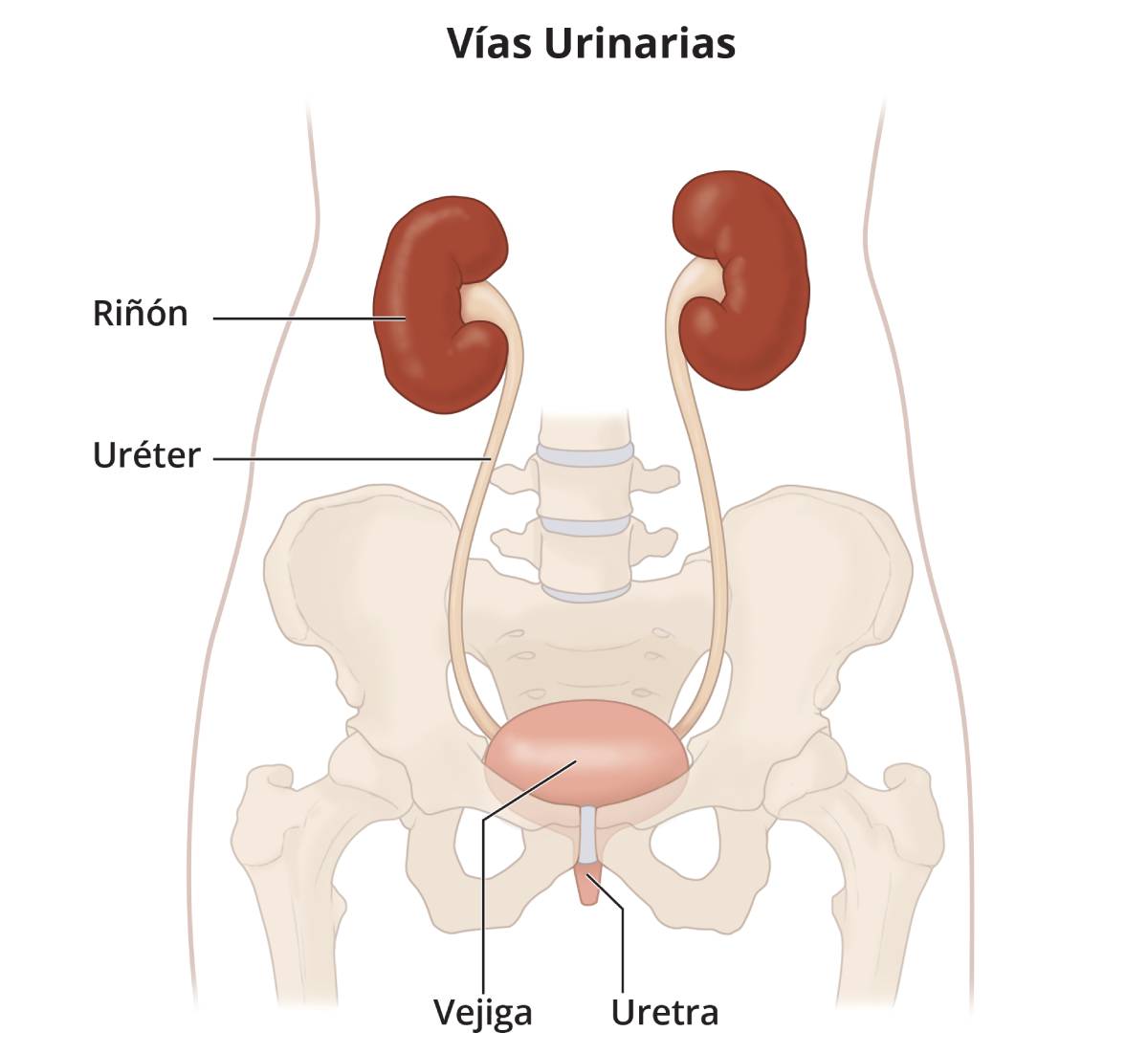 Ilustración de las vías urinarias, que incluyen los riñones, los uréteres, la vejiga y la uretra.