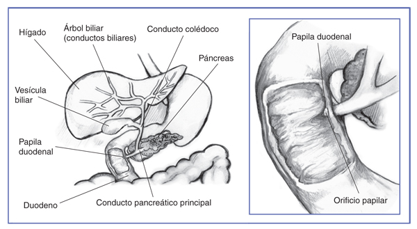 Ilustración del sistema biliar.