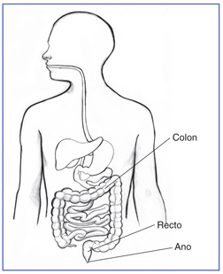 Dibujo del tracto digestivo en el que se señala el esófago, estómago, intestino delgado y duodeno.  