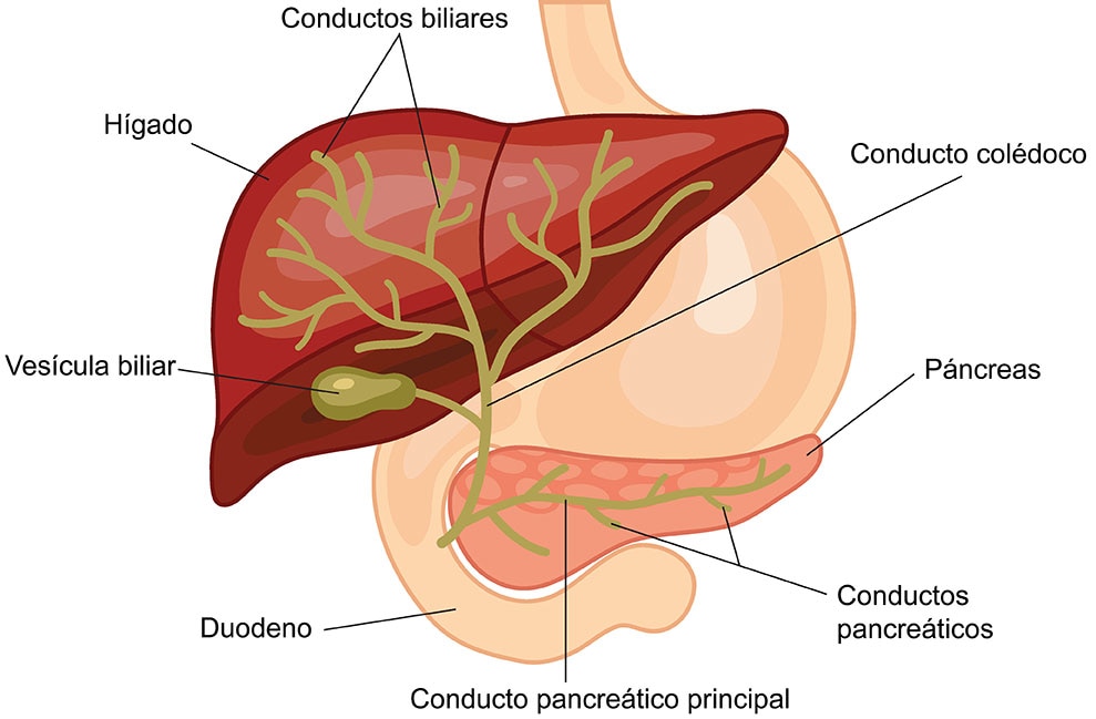 Ilustración del hígado, estómago, páncreas, vesícula biliar, conductos biliares y conductos pancreáticos.