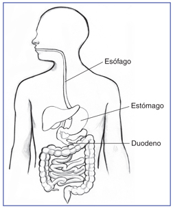 Dibujo del tracto digestivo en el que se señala el esófago, estómago y duodeno.