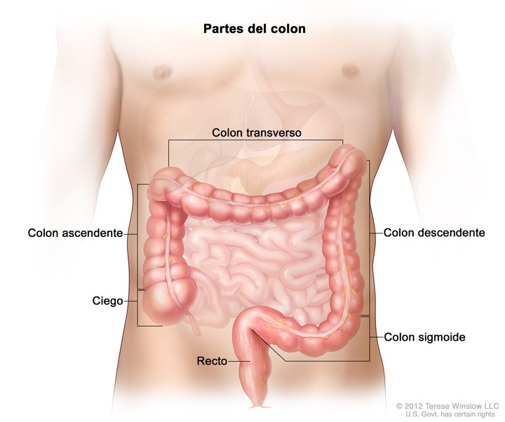 Ilustración de las diferentes partes del colon.