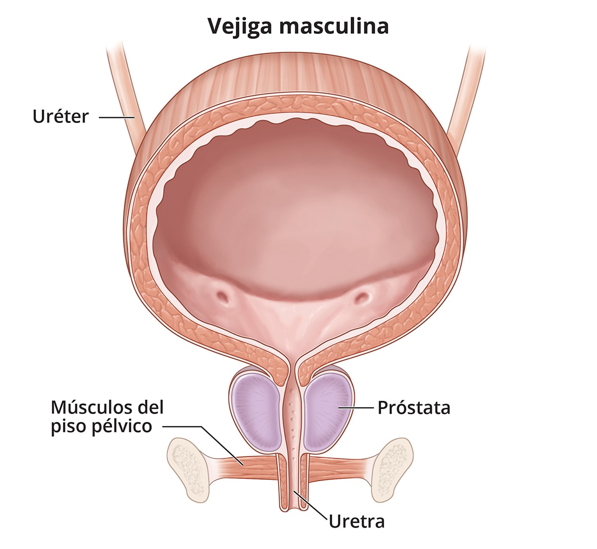 Ilustración de las vías urinarias masculinas (vejiga, uréteres, músculos del piso pélvico y uretra), y mostrando la próstata. 