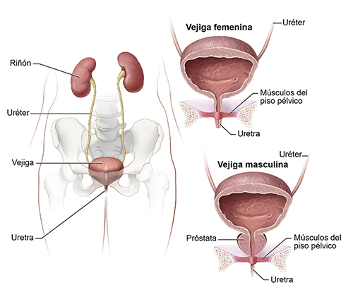 Dibujo de las vías urinarias que muestra los riñones, los uréteres, la vejiga y la uretra. El primer plano de la vejiga masculina muestra la glándula de la próstata que rodea la uretra.