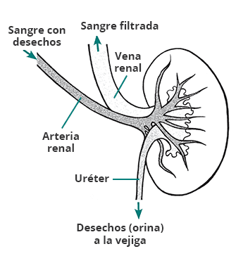 Dibujo de un riñón con la arteria trayendo sangre con desechos, una vena transportando la sangre filtrada fuera del riñón y el uréter transportando desechos (orina) a la vejiga.