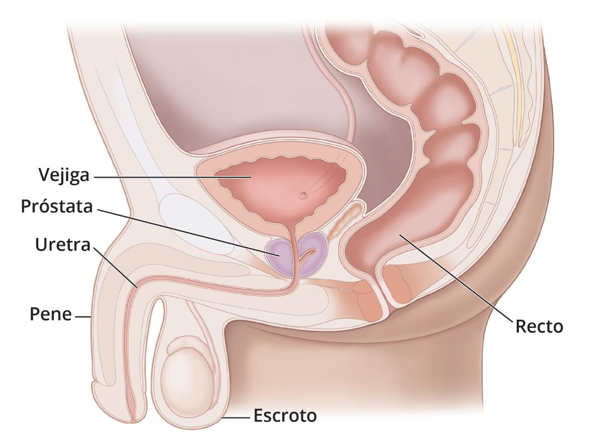 Vista lateral de las vías urinarias inferiores masculinas con etiquetas para señalar la vejiga, próstata, uretra, pene, escroto y recto.