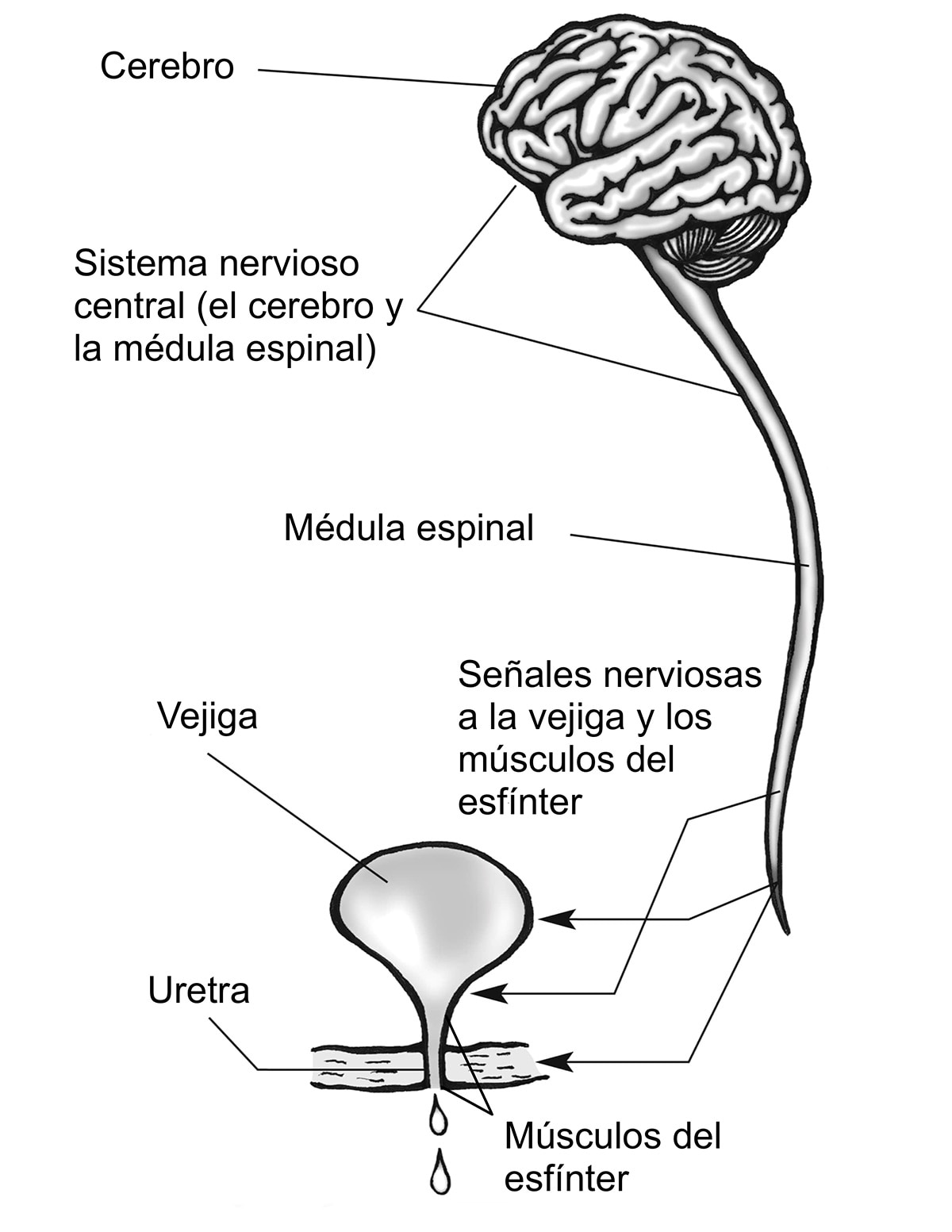 LA INCONTINENCIA URINARIA NO ES NORMAL - Zensya