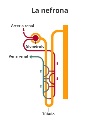 Dibujo de una nefrona mostrando que un vaso sanguíneo de la arteria renal conduce al glomérulo antes de ramificarse a través del túbulo que tiene forma de U y conducir a la vena renal.