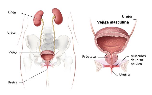 Esquema del organismo masculino que muestra las vías urinarias, que incluyen los riñones, el uréter, la vejiga y la uretra; junto con una ilustración en primer plano de las vías urinarias masculinas, que incluyen la vejiga, el uréter, la próstata, los músculos del piso pélvico y la uretra.