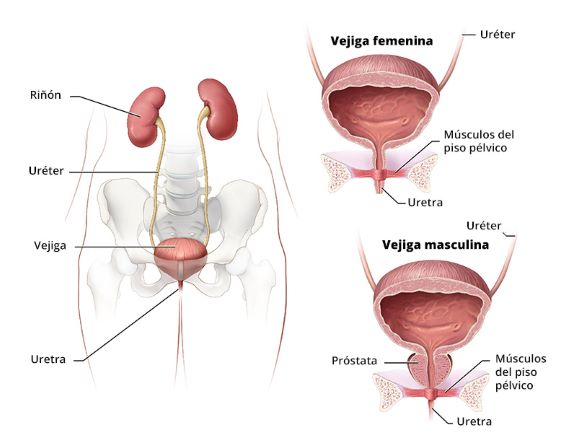 Esquema del organismo femenino que muestra las vías urinarias, que incluyen los riñones, el uréter, la vejiga y la uretra; junto con una ilustración en primer plano de las vías urinarias masculinas, que incluyen la vejiga, los uréteres, la próstata, los músculos del piso pélvico y la uretra.