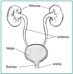 Diagrama de la vista frontal de las vÃ­as urinarias.