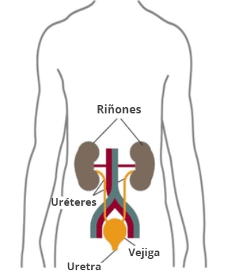 Imágen de un torso humano mostrando los riñones, uréteres, vejiga y uretra