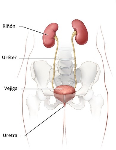 Interior de un torso que incluye la parte inferior de la columna vertebral, los huesos de la pelvis, los riñones, los uréteres, la vejiga y la uretra.