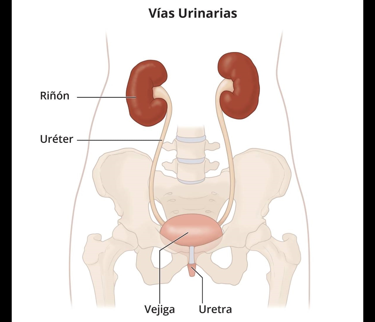 Vías urinarias, que incluyen los riñones, los uréteres, la vejiga y la uretra.