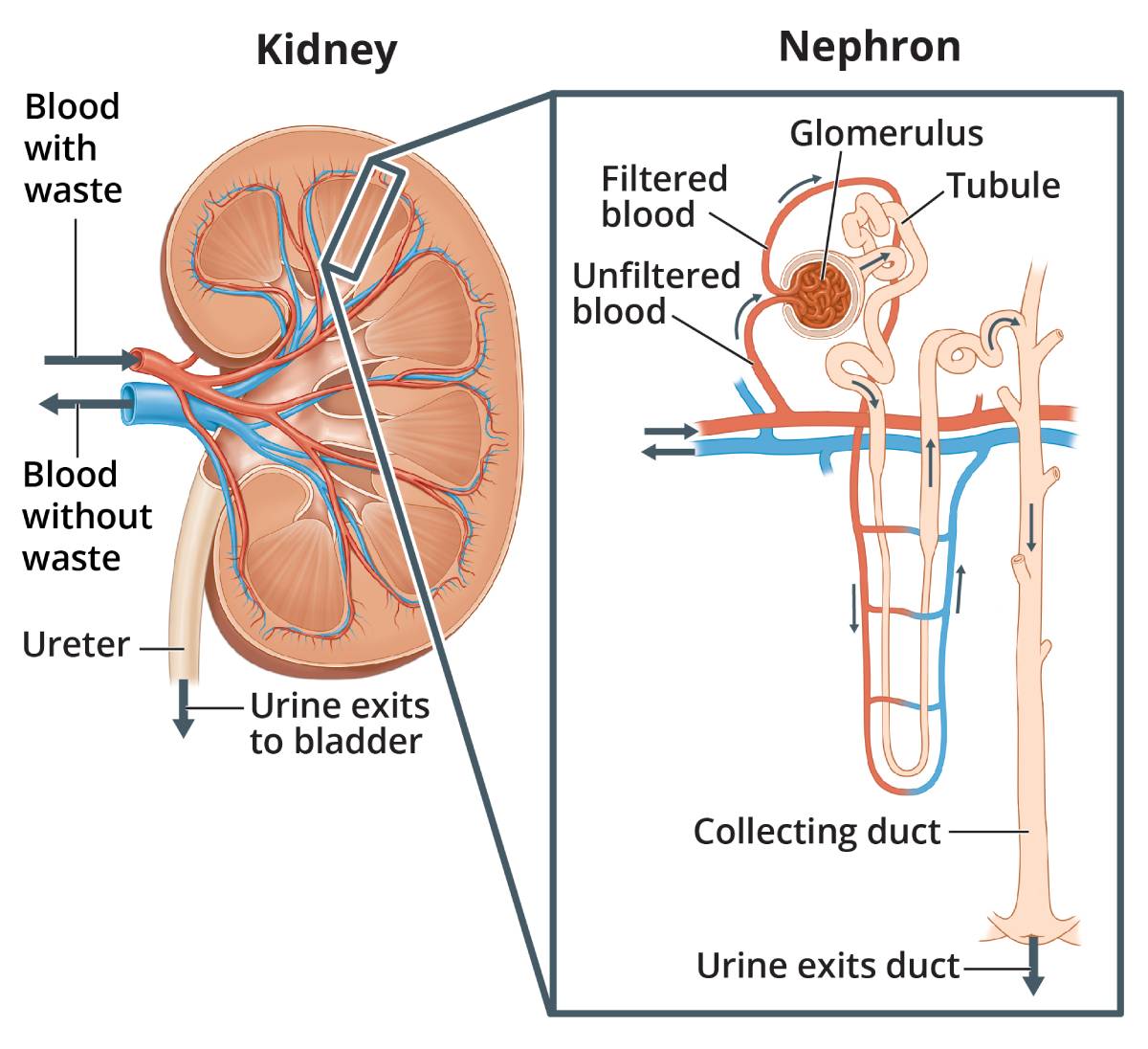 Two illustrations. A human kidney, with arrows showing where blood with waste enters the kidney and blood without waste leaves the kidney. Wastes and extra water leave the kidney through the ureter to the bladder as urine. An inset image shows a microscopic view of a nephron, one of the tiny units in the kidney that filters the blood. Labels point to the glomerulus, tubule, and the duct that collects the extra waste and water that leave the body as urine. Arrows show the route the blood takes through the nephron.