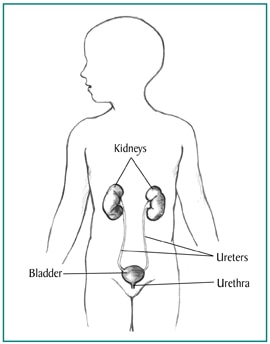 المسالك البولية داخل مخطط النصف العلوي من جسم الإنسان.
