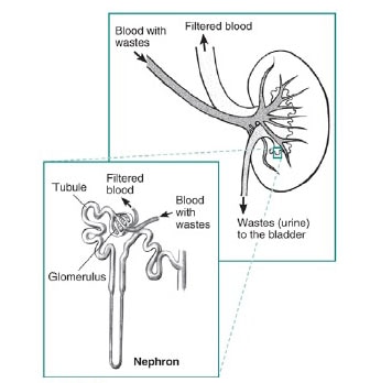 Cross-hatched images (2 over-laying images) of a kidney and the Nephron contained therein.