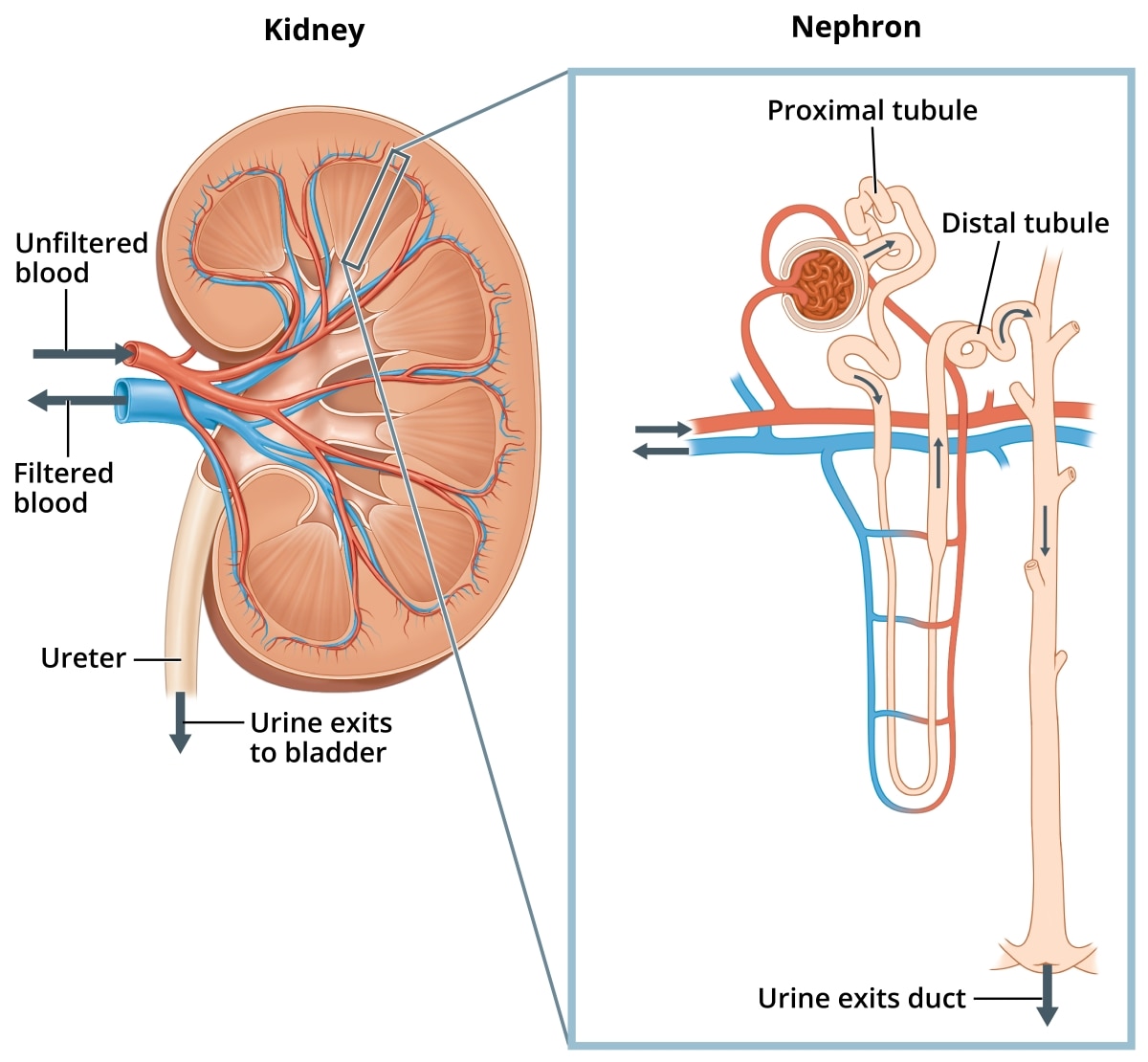 Two illustrations. A human kidney, with arrows showing where unfiltered blood enters the kidney and filtered blood leaves the kidney. Wastes and extra water leave the kidney through the ureter to the bladder as urine. An inset image of the nephron shows the location of the proximal tubule, distal tubule, and the duct through which urine leaves the nephron.
