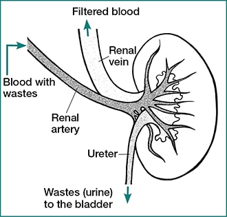 Drawing of one kidney with the artery bringing in blood with wastes, a vein carrying the filtered blood out of the kidney, and the ureter carrying wastes (urine) to the bladder.