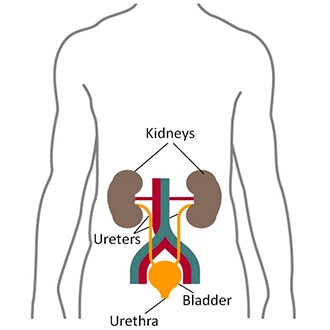 Illustration of a human torso showing the kidneys, ureters, bladder, and urethra.