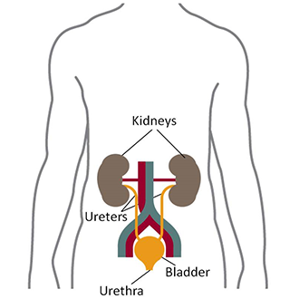 Illustration of a human torso showing the kidneys, ureters, bladder, and urethra.