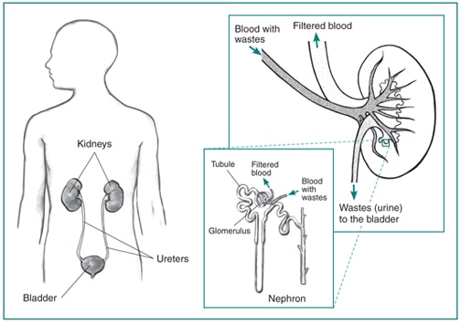 Urinary tract inside the outline of the upper half of a human body and a drawing of a kidney with an inset of a nephron.