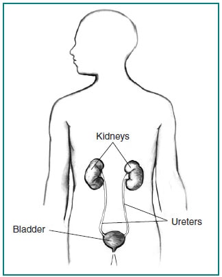 Drawing of the urinary tract in the outline of a male figure with labels for the kidneys, bladder, and ureters.