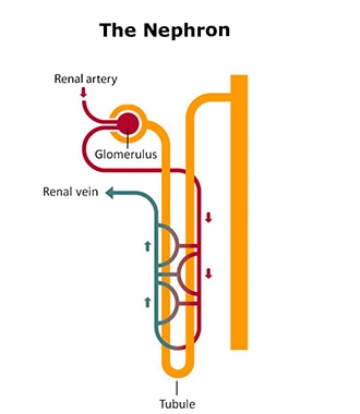 Drawing of a nephron showing that a blood vessel from the renal artery leads to the glomerulus before branching across the u-shaped tubule and leading to the renal vein.