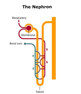 functioning of the nephron