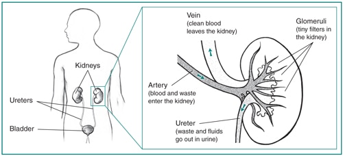 Nephrotic Diet Chart