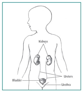 Picture of the urinary tract inside the outline of the upper half of a human body. The kidneys, ureters, bladder, and urethra are labeled.