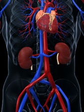 Illustration of torso with bone structure, kidneys, heart, veins and arteries.