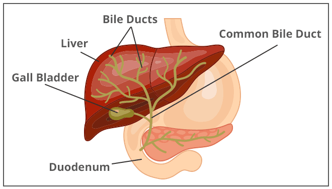 Illustration of the bile ducts, liver, gallbladder, and duodenum