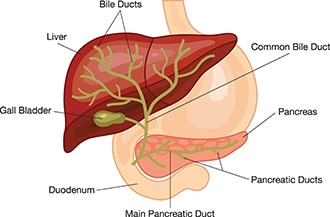 Illustration of the bile ducts, liver, gallbladder, and small intestine