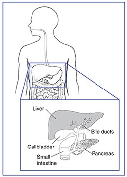 Illustration of the liver, bile ducts, gallbladder, pancreas, and small intestine.