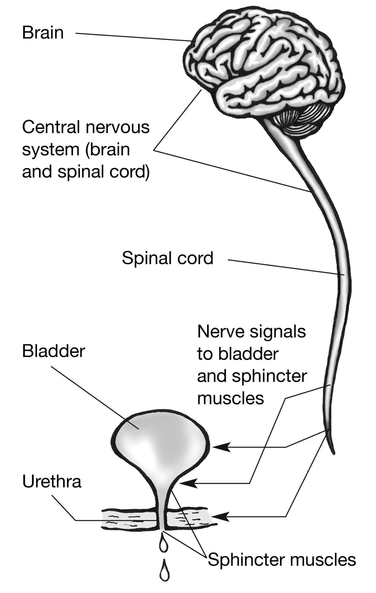 Symptoms and Causes of Bladder Control Problems (Urinary Incontinence)