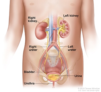 Illustration de l'appareil urinaire d'une fillette, comprenant les reins, les uretères, la vessie et l'urètre.