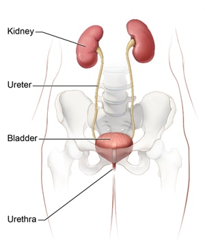 : Illustration that shows the inside of a torso including the lower spine, pelvic bones, kidneys, ureters, bladder, and urethra.