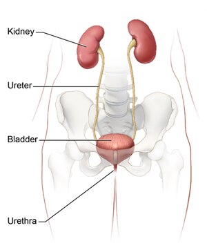 Definition & Facts of Kidney Infection (Pyelonephritis) | NIDDK