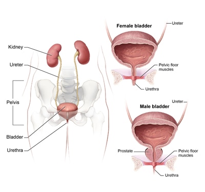 Definition Facts Of Interstitial Cystitis Niddk