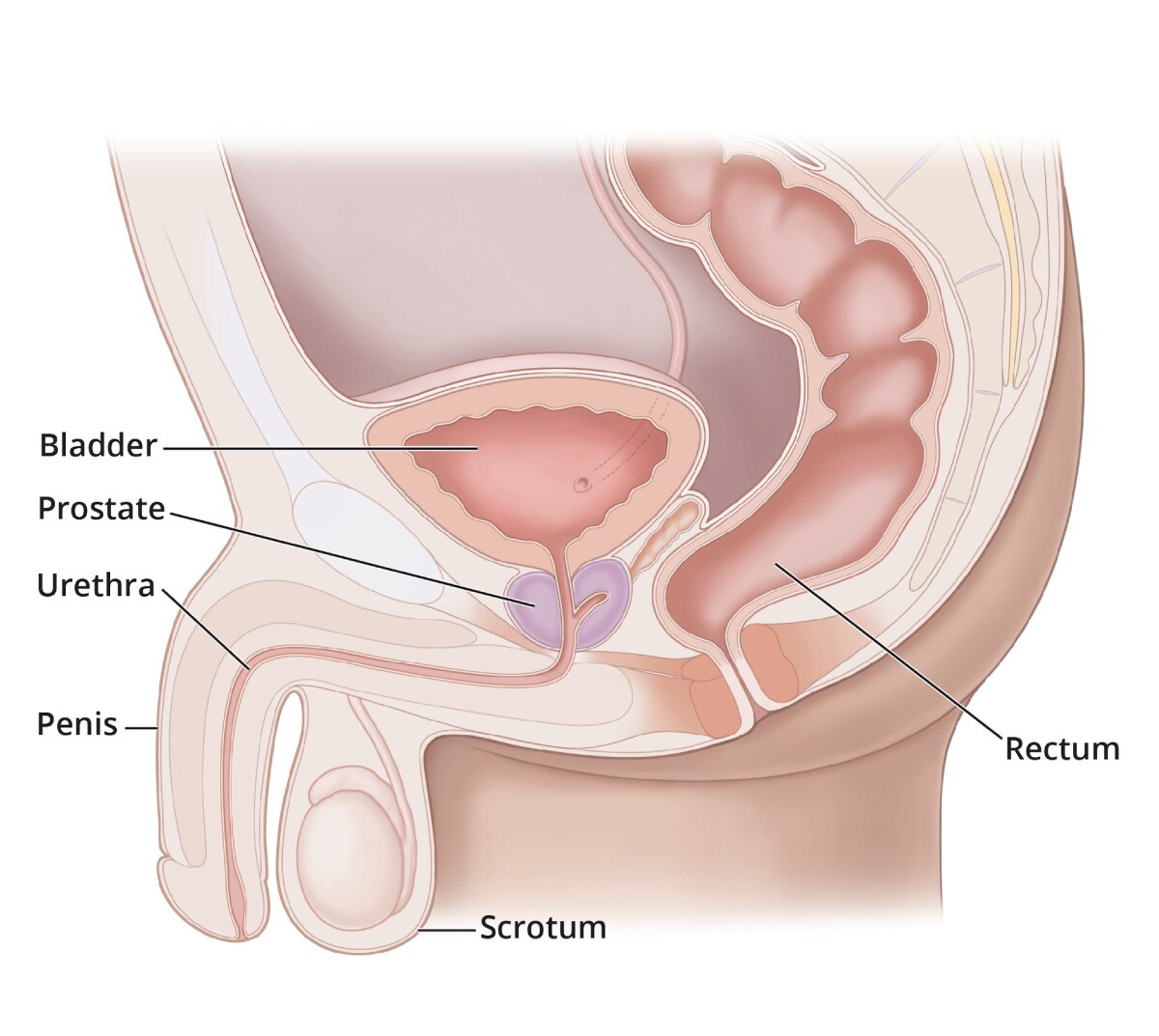 Side view of the male reproductive tract with labeled bladder, prostate, urethra, penis, scrotum, and rectum.