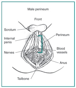 عجان الذكور مع كيس الصفن ، القضيب الداخلي ، العجان ، الأعصاب ، الأوعية الدموية ، عظم الذنب ، وفتحة الشرج.